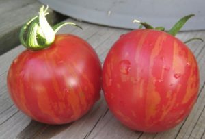 pink vernissage tomato